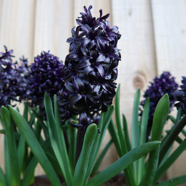 Purple-Black Hyacinths (Midnight Mystic&reg;)