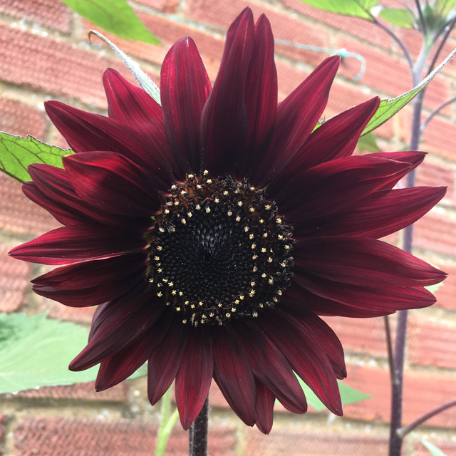 Black Magic Sunflowers