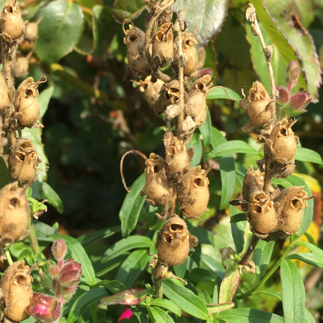Snapdragon skull-like seed pods